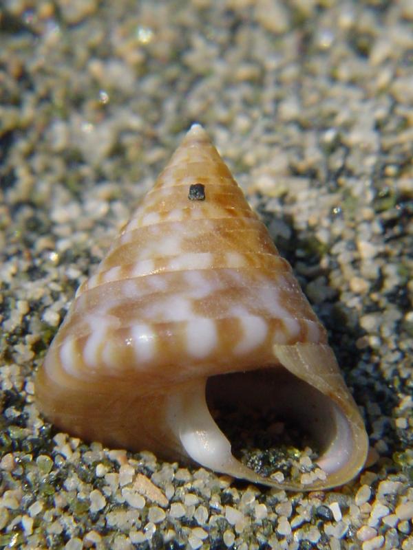 Calliostoma cfr. dubium